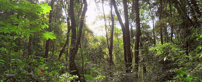 5 fatos sobre a Serra do Japi que você precisa saber