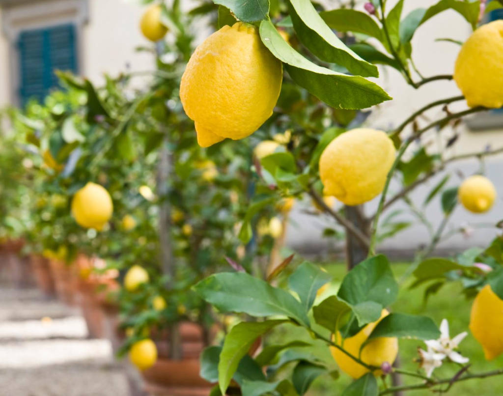 Plantar Limão em Qualquer Terreno e Produzir o Ano Todo 